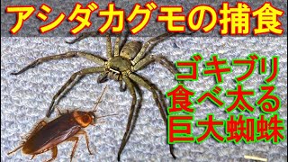 アシダカグモの捕食映像～日本最大級の巨大蜘蛛がゴキブリを食べて満腹太り～ [upl. by Brantley]