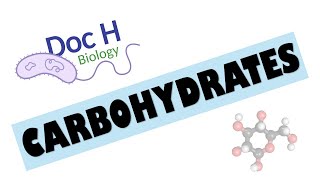 Chapter 21 Biological Molecules  Carbohydrates [upl. by Arihaz173]