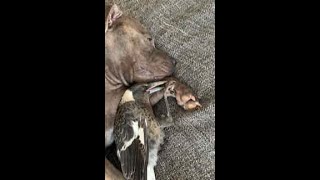 English Staffy Peggy snuggles with her unlikely animal friend molly the Magpie [upl. by Llenrev]