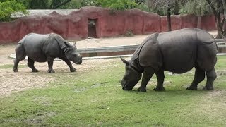 Nehru Zoological Park Hyderabad [upl. by Dennis]