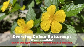 Growing Cuban Buttercups Turneria ulmifolia  Drought amp Salt Tolerant Flowers YearRound [upl. by Ytrebil]