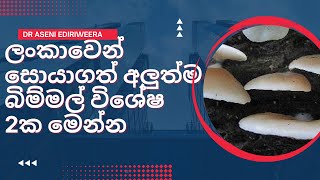 ශ්‍රී ලංකාවෙන් සොයාගත් අලුත්ම බිම්මල් විශේෂ 2 මෙන්න  New Mushroom Species from Sri Lanka Dr Aseni [upl. by Gersham903]