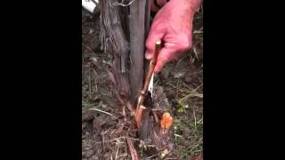 How to Cleft graft a vine Part 2 [upl. by Ben]