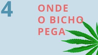 Drauzio Dichava 4  Onde o bicho pega [upl. by Woolson]