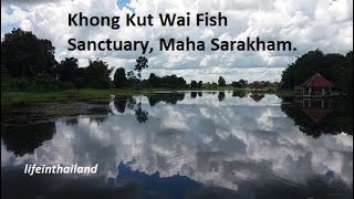 Khong Kut Wai Fish Sanctuary Maha Sarakham Thailand [upl. by Petrick161]