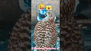 Pigeon K fight 😡 kabutar kabootar pigeon youtubeshorts shots ytshortsvideo viralshorts pets [upl. by Adrian]