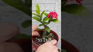 How to grow ixora from cutting ixora shorts flowers gardening portulaca rohitgardening yt [upl. by Ahseral]