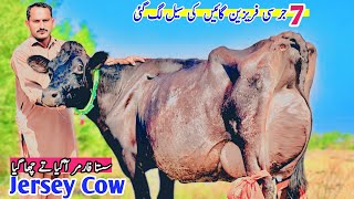 Top Class Jersey Friesian Cow  Biggest Milking Cow  Hf And Cholistani Croos Cow  24 October 2024 [upl. by Franciska]