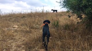 Dressage du Chien darrêt Pointer sur Caille et Perdrix [upl. by Alguire]