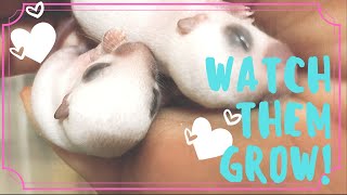 Learn How Baby Gerbils Grow Birth to 8 weeks [upl. by Faxan582]