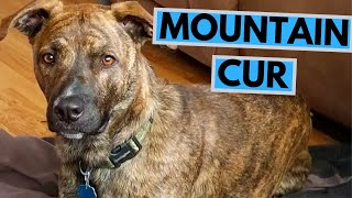 Mountain Cur Dog Breed  Facts and Information [upl. by Purity160]