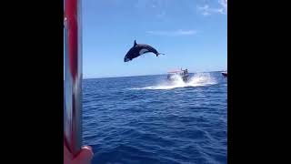 Viral video shows orcas stunning leap during dramatic dolphin hunt [upl. by Domingo]