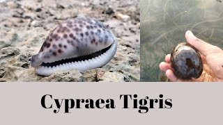 Cypraea Tigris [upl. by Lydnek]