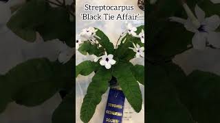 Streptocarpus ‘Black Tie Affair’ streptocarpus gesneriaceae gesneriad indorplants flowers [upl. by Anoyet]