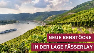 Neue RieslingRebstöcke in der Lage Fässerlay Vom Dornfelder zum Riesling 🌱🍇 [upl. by Naahsar613]