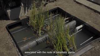 SanTech Hackathon 2024 Finalist  Helofiltro greywater treatment system [upl. by Yrrah20]