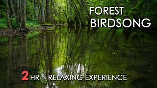 Forest Birdsong  Relaxing Nature Sounds  Birds Chirping  REALTIME  NO LOOP  2 Hours  HD 1080p [upl. by Arrimat518]