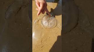 Jellyfish spotted on FrintonOnSea [upl. by Ylliw]