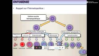 Lymphocyte B [upl. by Kylah]