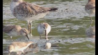 SpoonBilled Sandpiper Pak Thale Thailand 20240113 [upl. by Ronnholm]