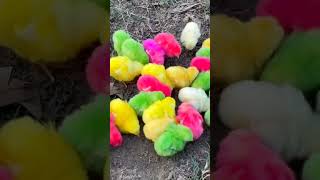 Cute colorful chicks 🐣 world small chicken 🐥 trending shorts shortvideo birds [upl. by Magnolia359]