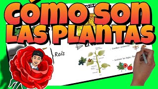 🌷 BRIOFITAS PTERIDOFITAS GIMNOSPERMAS y ANGIOSPERMAS  ¿Cómo SON las PLANTAS [upl. by Drofxer]