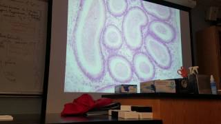 Testes Histology 02 [upl. by Crutcher646]