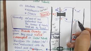 Thiazide diuretics pharmacology mechanism and side effects [upl. by Bordiuk867]