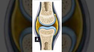 Synovial joints viralshort youtubeshorts [upl. by Naired149]