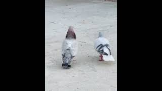 osmaniye güvercin gaziantep pigeon taklaci birds kuslar guvercinler [upl. by Tcideneb]