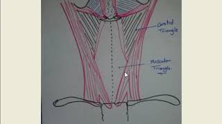 Triangles of neck 2 Anterior triangle [upl. by Wilde]