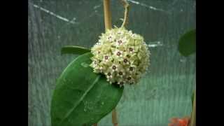 Just the Flowers Maam Hoya parasitica [upl. by Yarg]