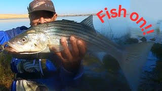 Sherman Island Sacramento River Delta Striped Bass Fishing Bank 🔥🔥🐠🎣 [upl. by Leighton]