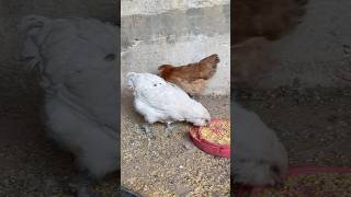 Les presto a la gallina con barba shortvideo gallinas crianza [upl. by Alleuqram]