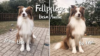 FELLPFLEGE BEI LANGHAARHUNDEN Australian Shepherd  DAS SOLLTEST DU WISSEN [upl. by Meneau780]