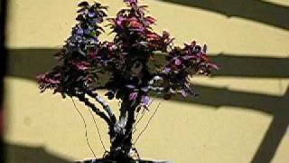 Hirth Bonsai  Berberis Bonsai Video [upl. by Ravahs]