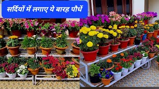 नवम्बर दिसम्बर में लगने वाले 12 फूलों वाले पौधो के नाम और दाम  12 Best Winter Flower Name  flower [upl. by Akihsar]