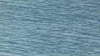 Kittlitzs Murrelets near Glacier Bay AK 7124 [upl. by Curkell139]