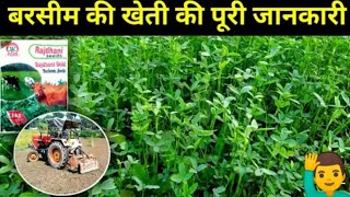 बरसीम की खेती की पूरी जानकारी 🌱🌱 berseem ki kheti kaise karen  barsim ki kheti  Barsim farming [upl. by Fronnia]