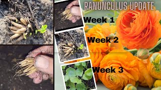 Planting Ranunculus  week 3 update🌷 Zone 9🌱Corm to plant [upl. by Vookles]