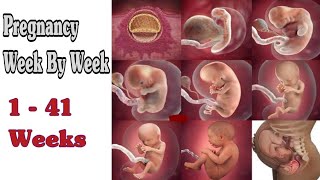 Pregnancy Week By Week  1  41 Weeks Fetal Developments [upl. by Litt]