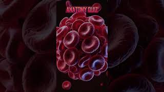 ANATOMY QUIZ 03🧠🧠⁉️ neet2025factsneetmcqneetbiologymcqsquizquestionsneetbiologymcqsncertyt [upl. by Yelsew]