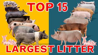 Top 15 Largest Litter Pig Breeds Litter Size [upl. by Zacharia]