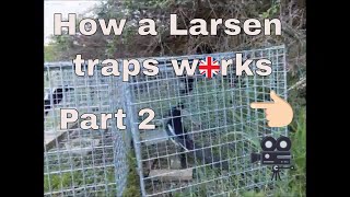 How a Larsen trap works part 2 [upl. by Atinor]