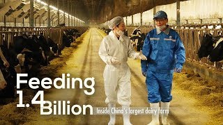 Feeding 14 Billion Inside Chinas largest dairy farm [upl. by Starbuck]