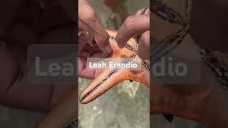 Ang laki ng star fish starfish beach sea trend itsmorefuninthephilippines palawan short [upl. by Latsyek]