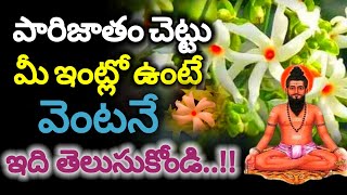 పారిజాతం చెట్టు మీ ఇంట్లో ఉందా అయితే వెంటనే ఇది తెలుసుకోండి [upl. by Irina]