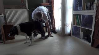 Vidéo 6 Réhabilitation canine Looh Réapprendre à marcher [upl. by O'Hara298]