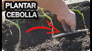 Técnicas para sembrar cebolla  TvAgro por Juan Gonzalo Angel Restrepo [upl. by Barger133]