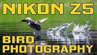 Nikon Z5 Review of Bird Photography [upl. by Alakcim549]